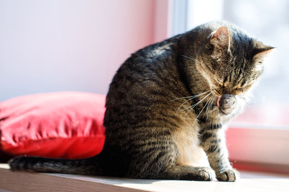 Eine Katze putzt sich um Stress abzubauen - eine typische Übersprungshandlung bei Katzen