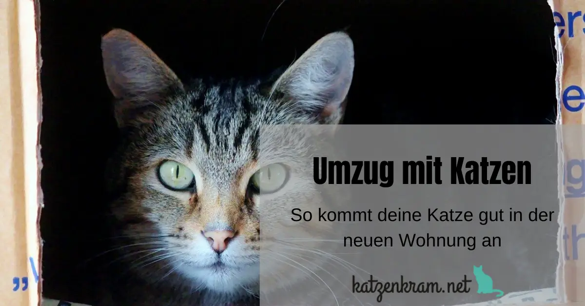 Umzug Mit Katzen So Klappt Es Mit Der Neuen Wohnung