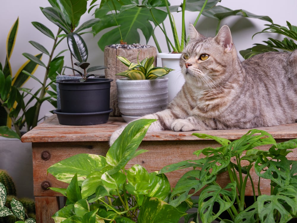 Ungiftige Zimmerpflanzen für Katzen