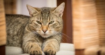 10 Tipps gegen Unsauberkeit bei Katzen – Das kannst du machen, wenn deine Katze überall hinpinkelt Unsauberkeit bei Katzen