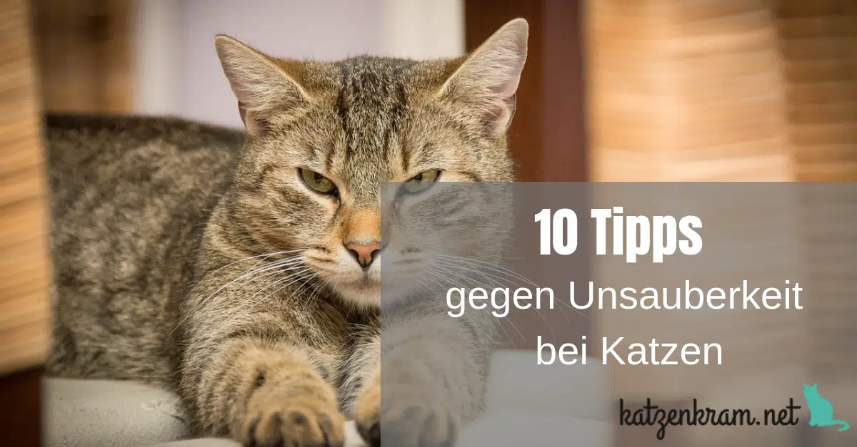 10 Tipps Gegen Unsauberkeit Bei Katzen Das Kannst Du