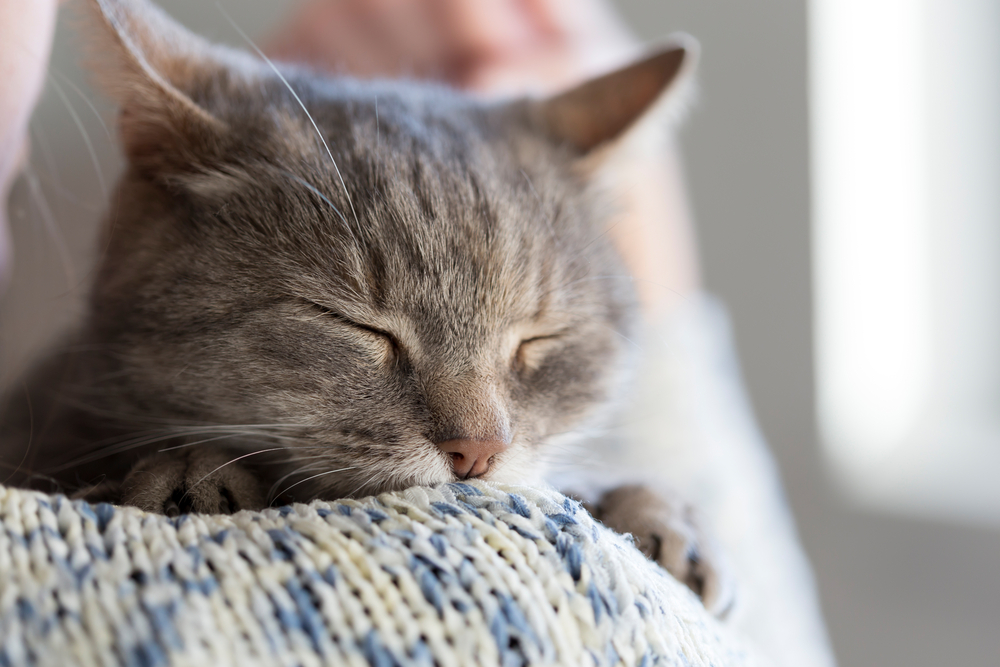 Ursachen Katze schnurrt nicht