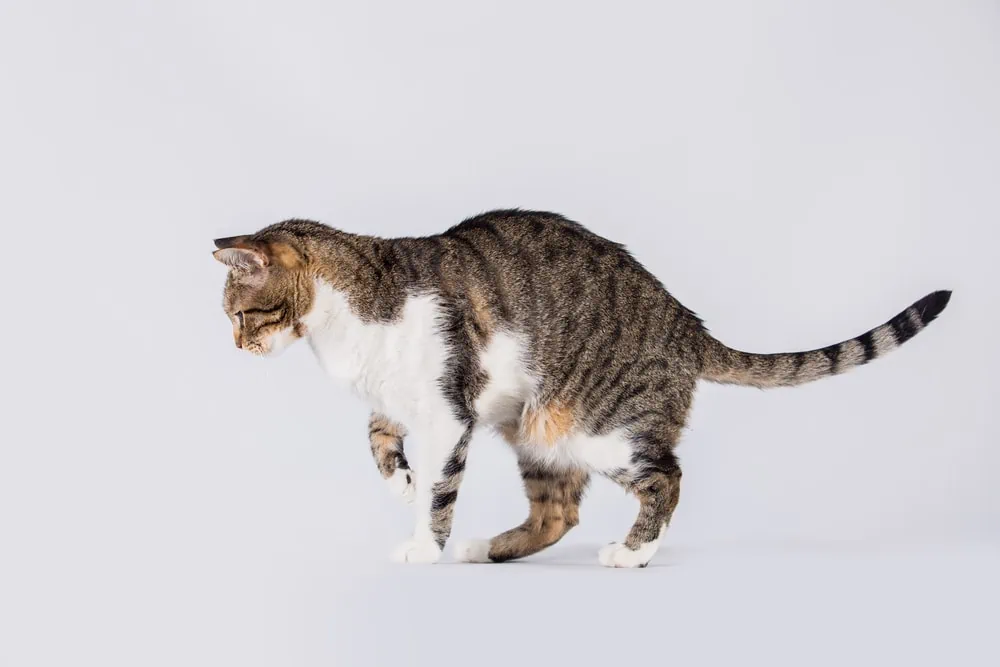Urwampe Katze