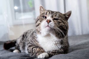 Verabschieden sich Katzen bevor sie sterben