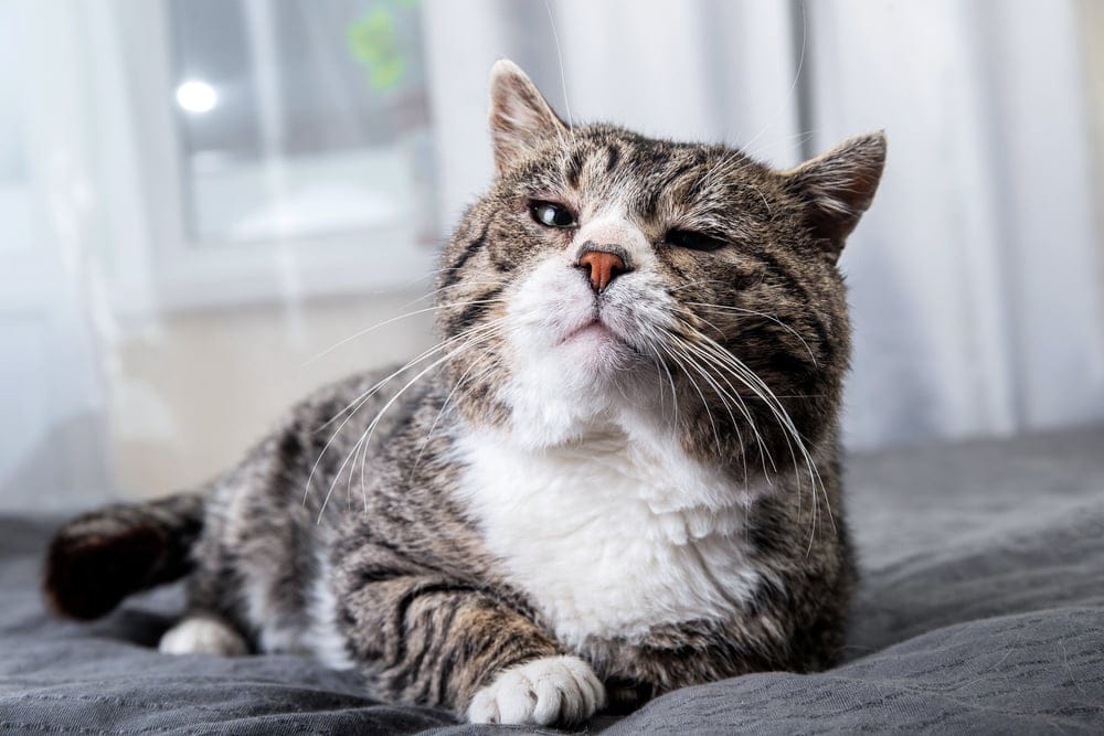 Verabschieden sich Katzen bevor sie sterben