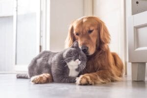 Versicherung für Katze und Hund