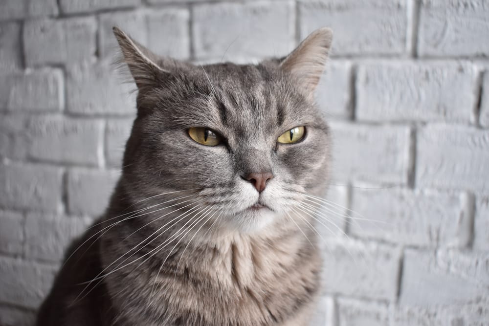 Verstopfung Katze