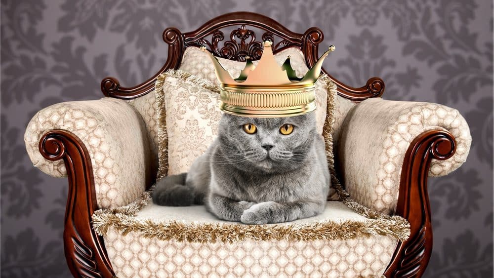 Vorurteile über Katzen Die Katze ist König: Klischee über Katzen, die ihren Menschen als "Personal" ansehen