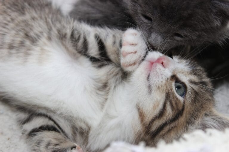 Wann sind Katzen ausgewachsen?