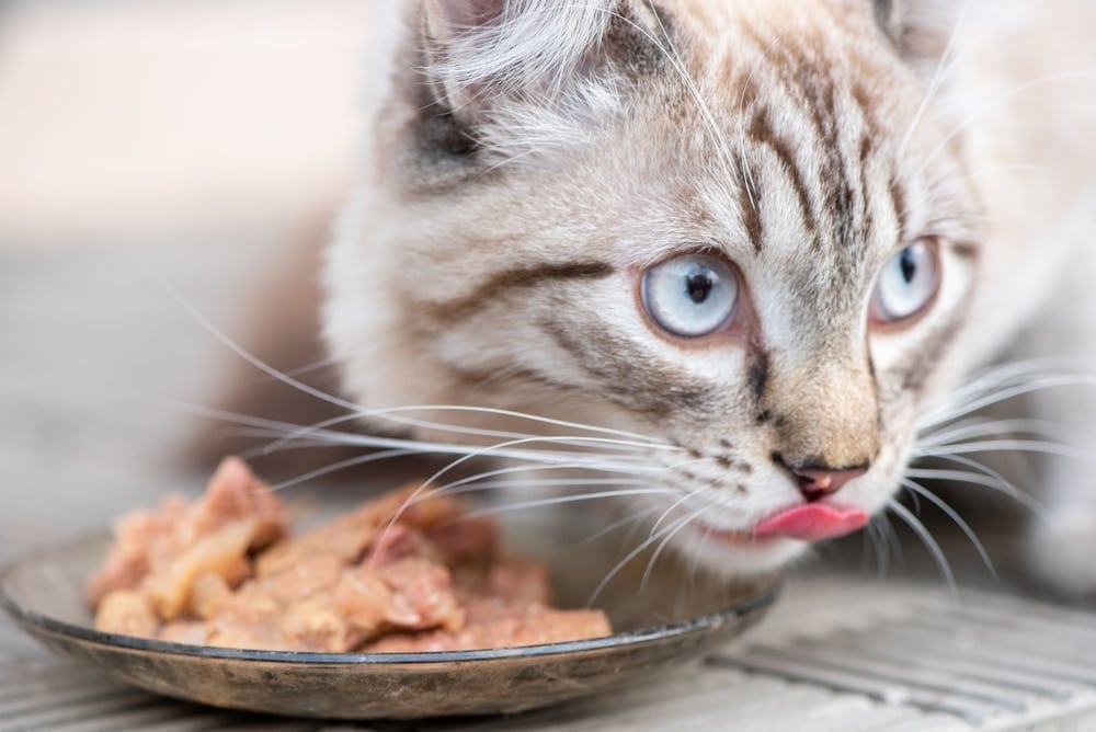 Zu hastiges Fressen oder kaltes Futter sind häufige Gründe für Schluckauf bei Katzen