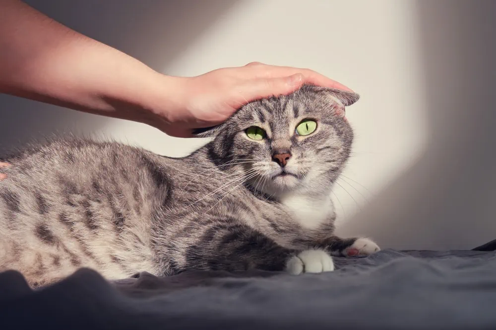 Warum beißen Katzen