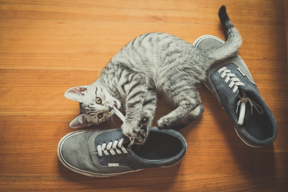 Rätsel gelöst: Darum lieben Katzen Schuhe • katzenkram