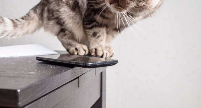 Warum werfen Katzen alles runter?