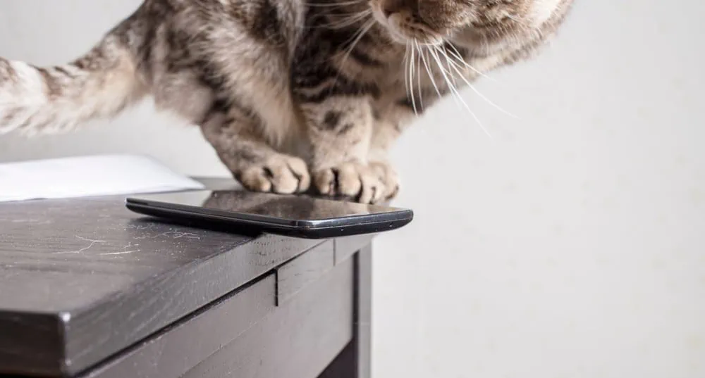 Warum werfen Katzen alles runter?