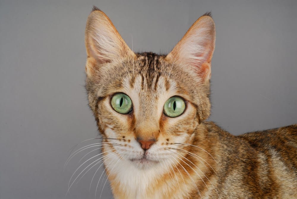 Was kosten Sokoke Katzen