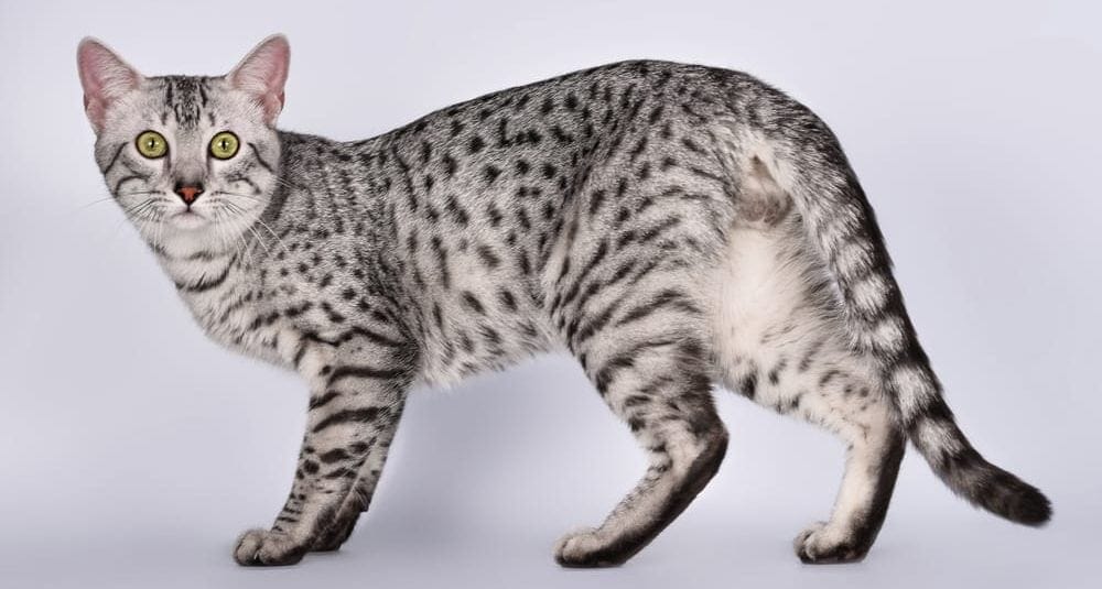 Was kostet eine Ägyptische Mau Katze