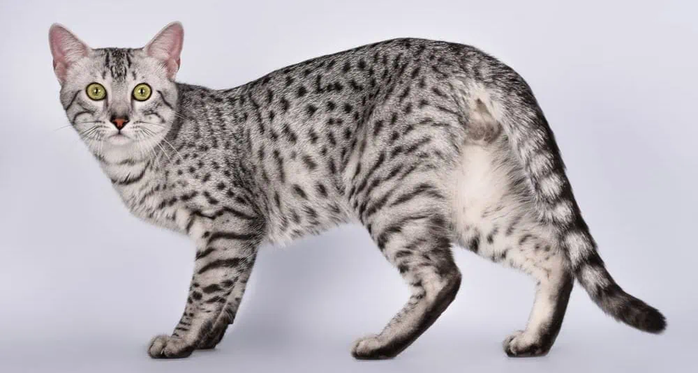 Was kostet eine Ägyptische Mau Katze