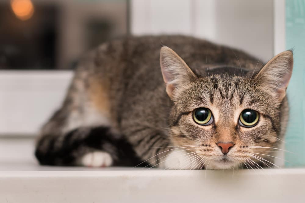 Katze hat Angst vor Wasserpistole oder Sprühflasche