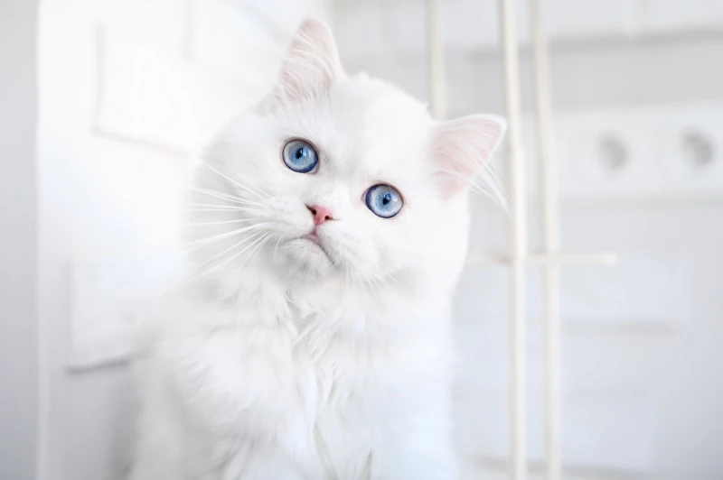 Weiße Katze blaue Augen