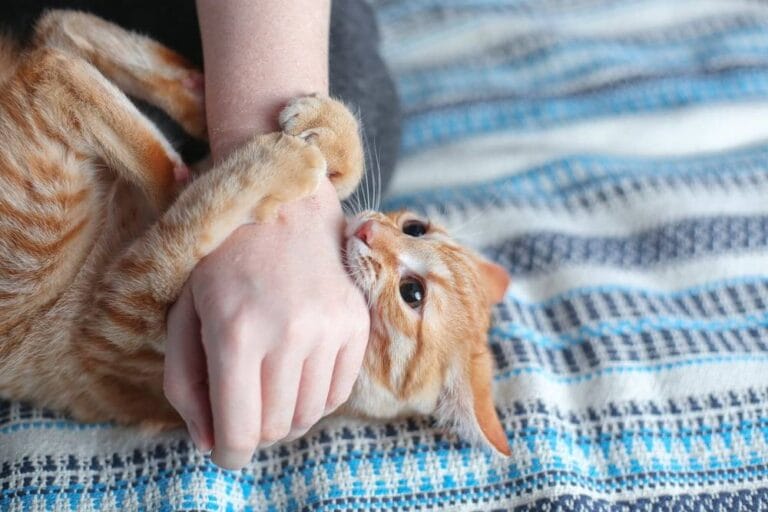 Wenn Katzen beißen
