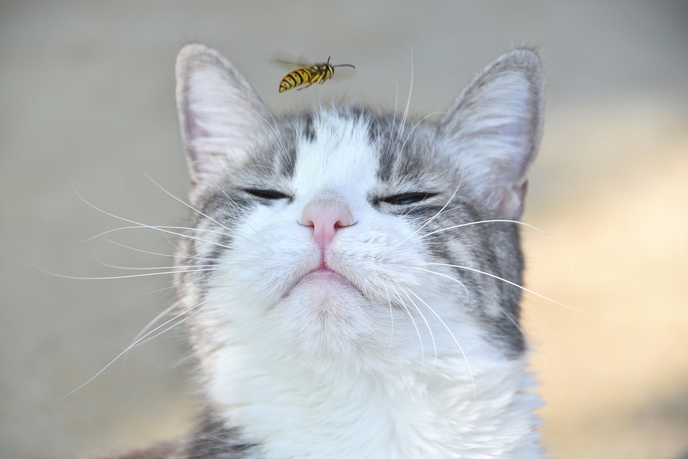 Grauweiße Katze mit geschlossenen Augen, vor deren Nase eine Wespe fliegt – Symbolbild für Gefahr eines Wespenstichs bei Katzen