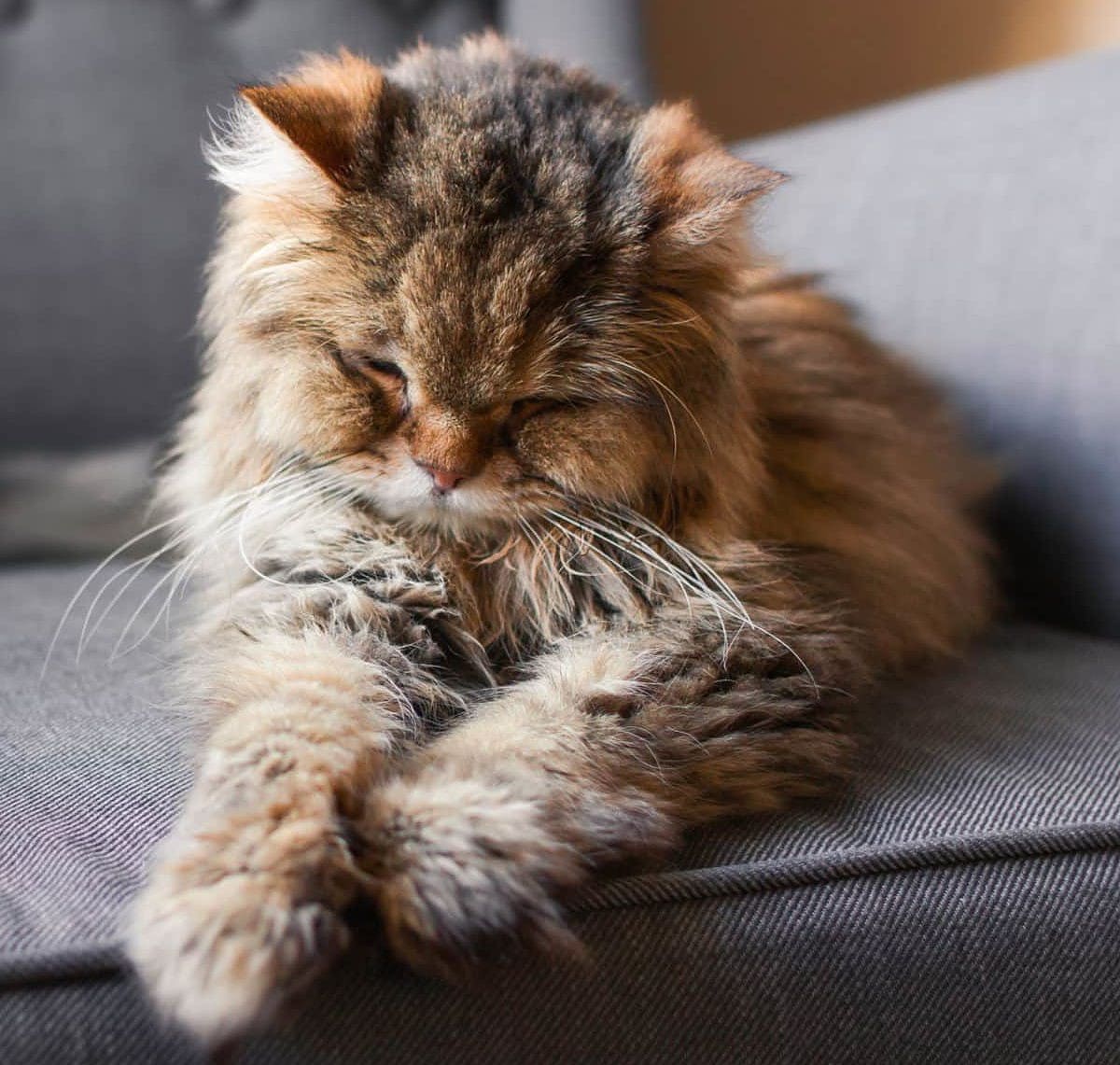 Katze Halbes Jahr Futter