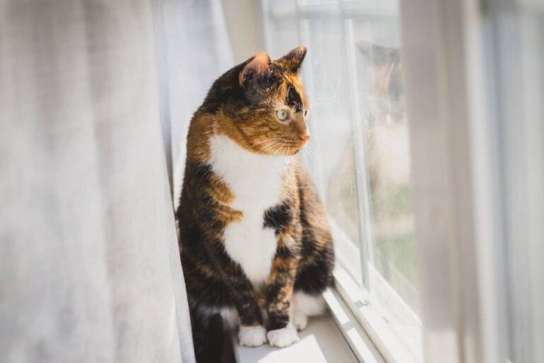 Wie lange kann man Katzen alleine lassen?