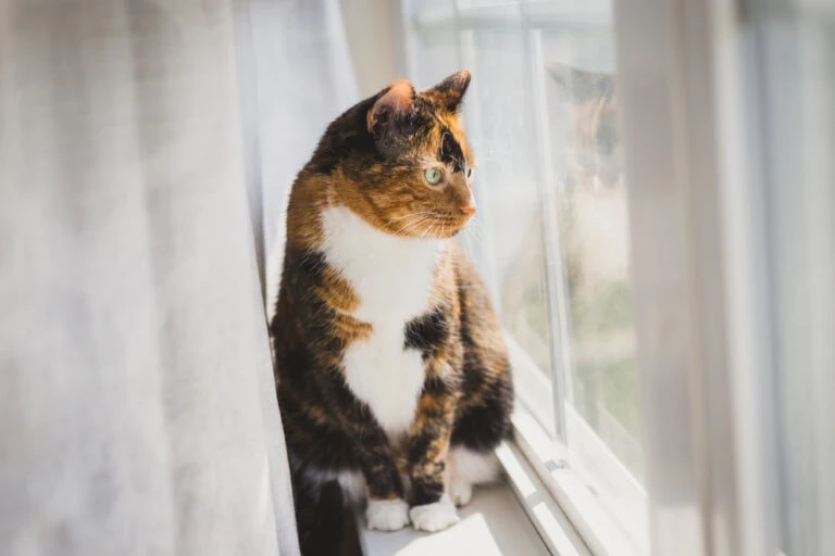 Wie lange kann man Katzen alleine lassen?