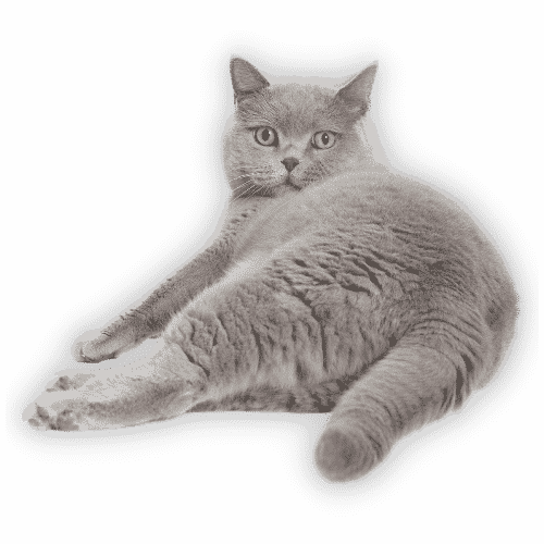 Wie lange leben Katzen?
