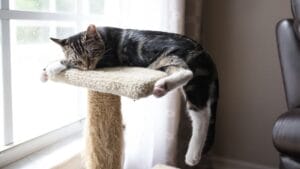 Warum schlafen Katzen so viel? • katzenkram