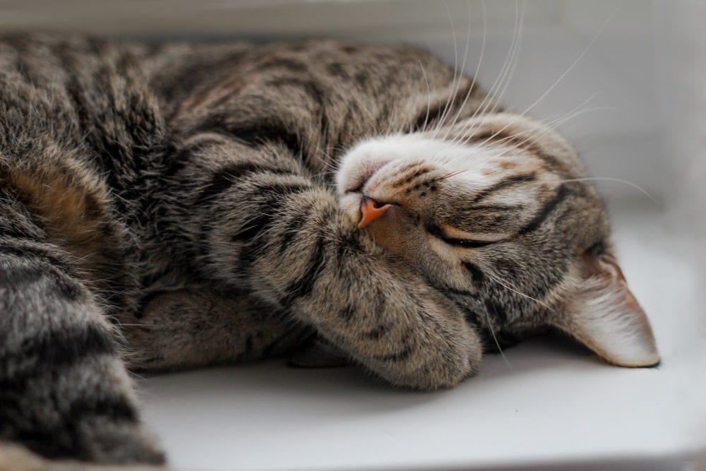 Wie lange schlafen Katzen