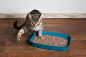 Wie oft gehen Katzen aufs Klo?
