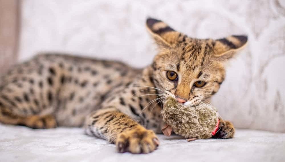 Wie teuer sind Savannah KAtzen