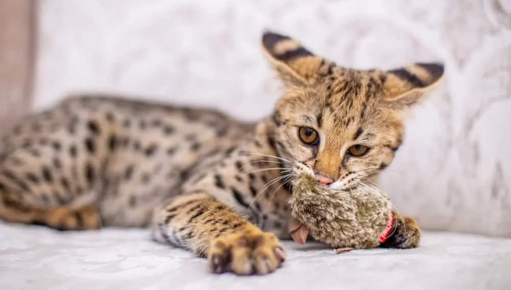 Wie teuer sind Savannah KAtzen