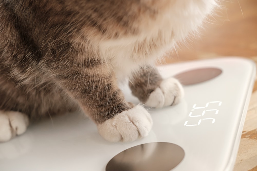 Wieviel Futter braucht die Katze