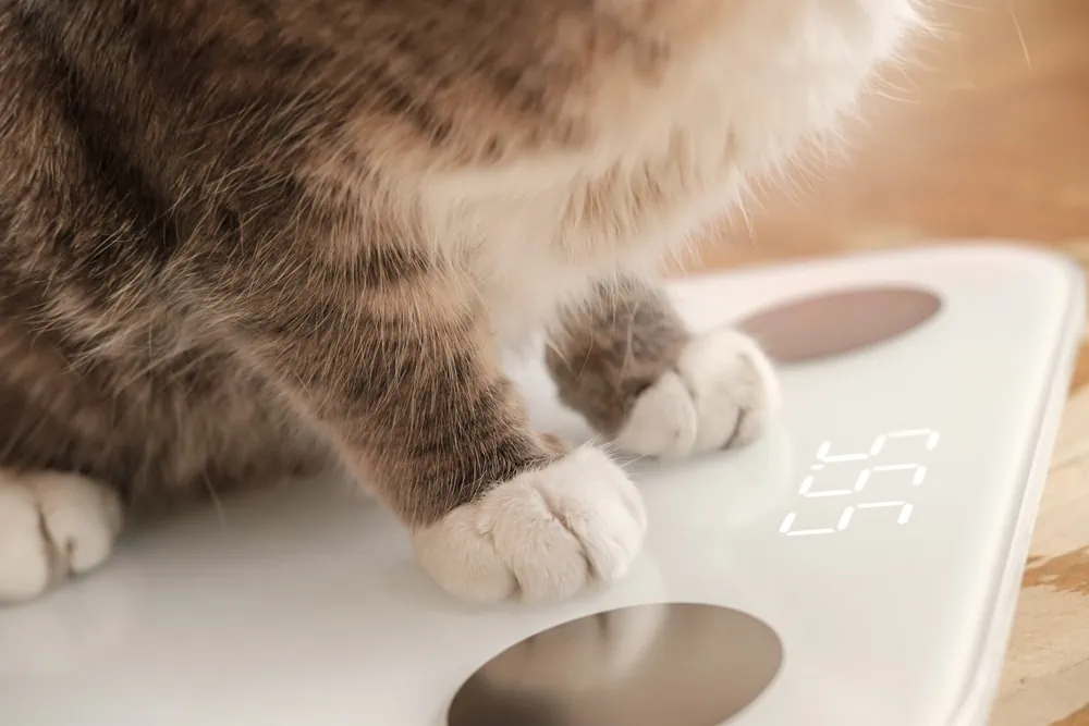Wieviel Futter braucht die Katze