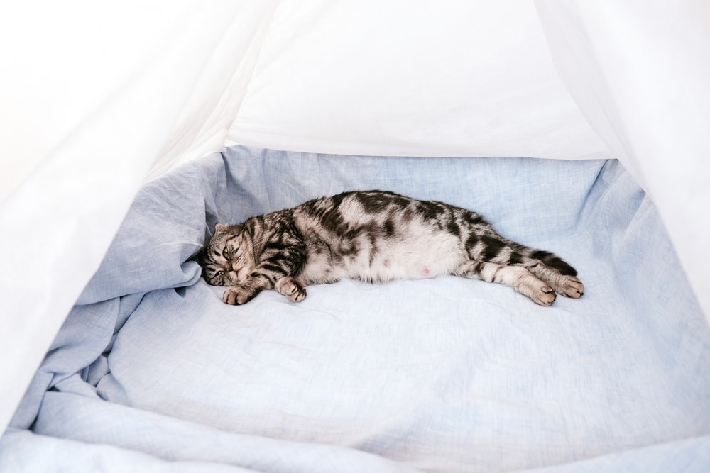 Wurfkiste für schwangere Katze