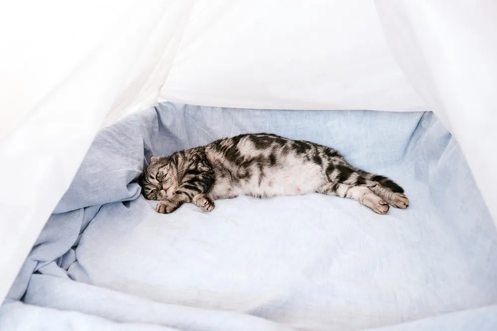 Wurfkiste für schwangere Katze
