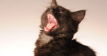 Zahnwechsel bei Katzen – Von den Milchzähnen zum fertigen Gebiss Zahnwechsel Katze