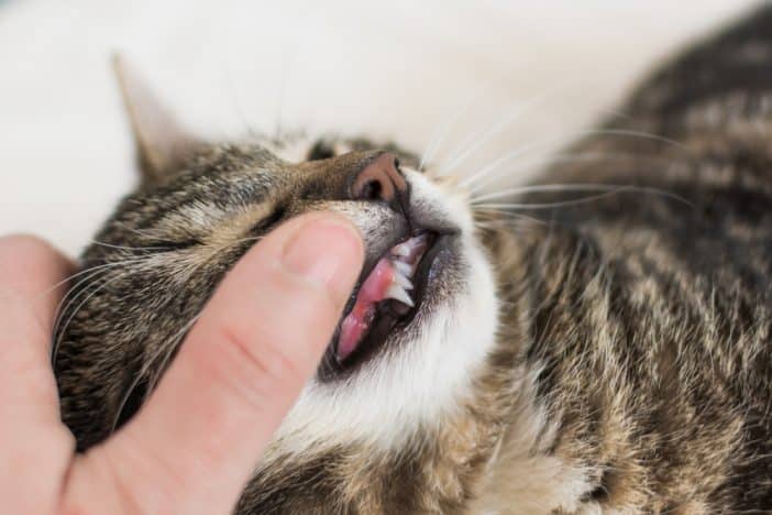 Zahnwechsel bei Katzen