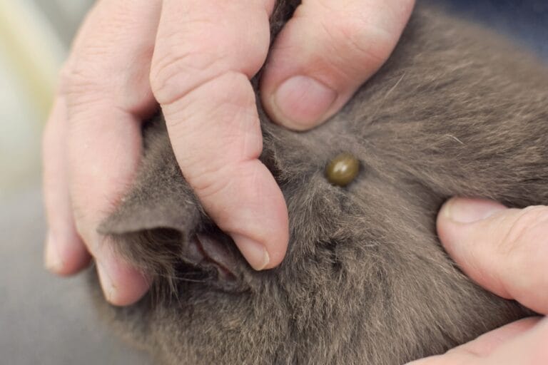 Zecken Katze