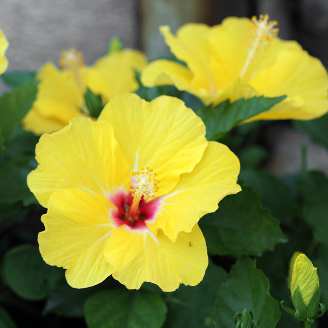 Zimmerhibiskus