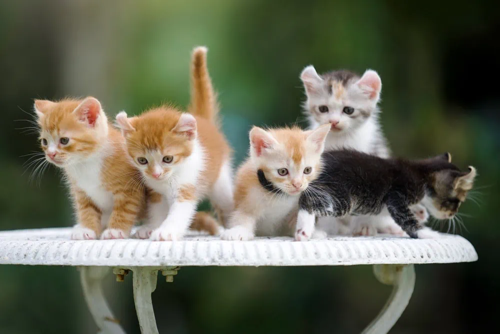 Zucht junge American Curl kaufen