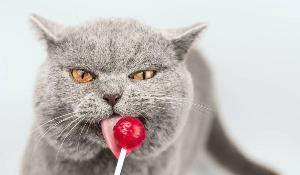 Gutes Katzenfutter enthält keinen Zucker