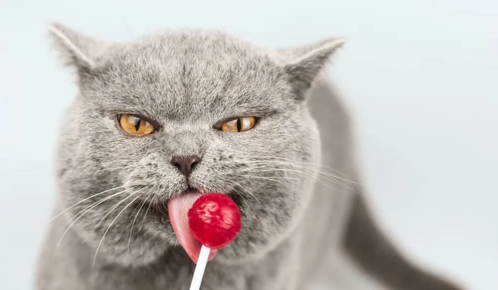 Gutes Katzenfutter enthält keinen Zucker