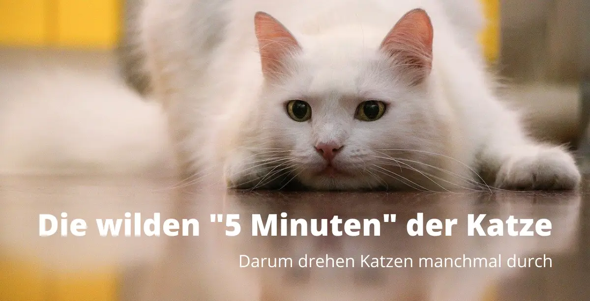 Katze Miaut Und Rennt Durch Die Wohnung