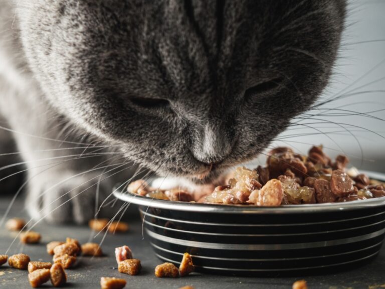 Britisch Kurzhaar Katze frisst Nassfutter aus einem Napf, daneben liegen einige Trockenfutter-Stückchen