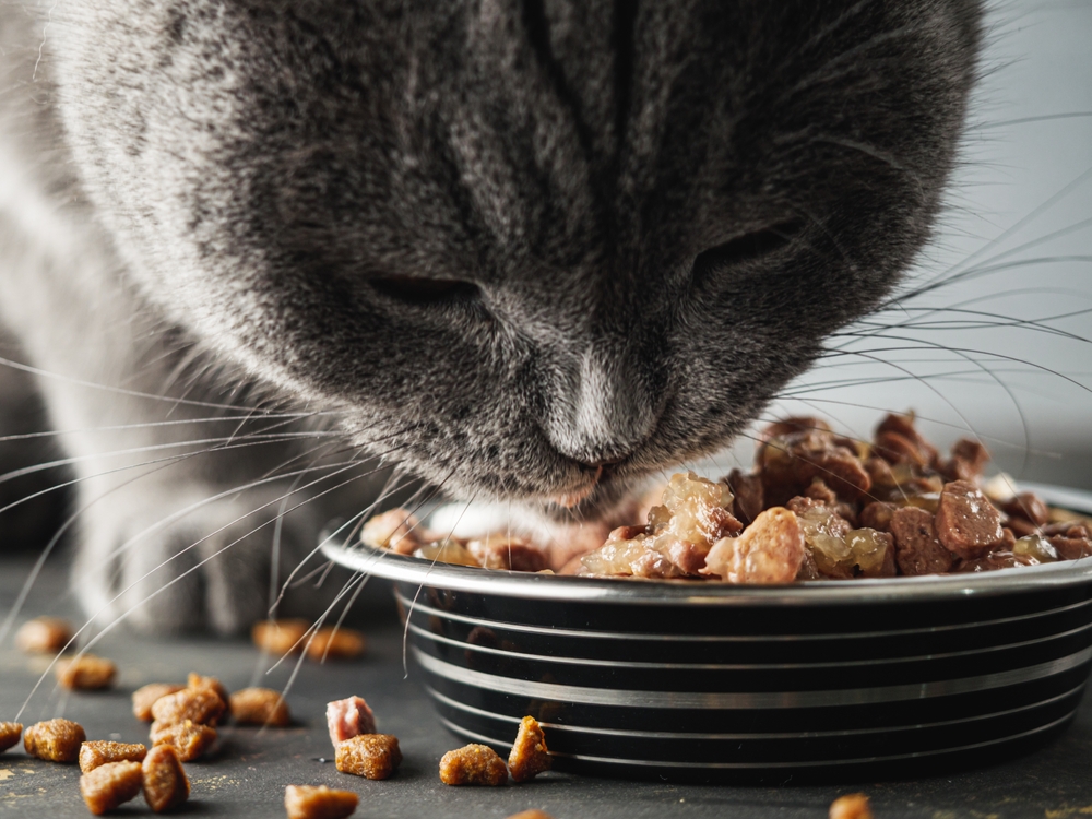 Britisch Kurzhaar Katze frisst Nassfutter aus einem Napf, daneben liegen einige Trockenfutter-Stückchen