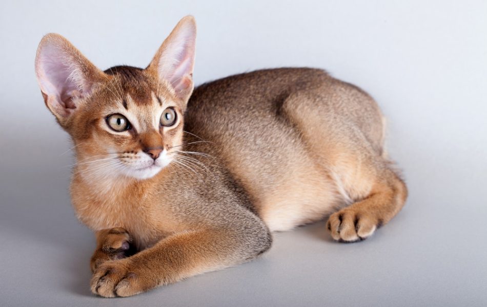 Abessinier Katze
