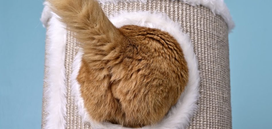 Analdrüse Katze